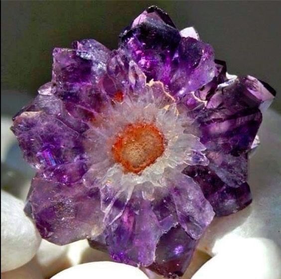 Taira_Earth's tweet photo. どうやら「咲く」のは花だけでは無いようで。 https://t.co/crr7etfPFz