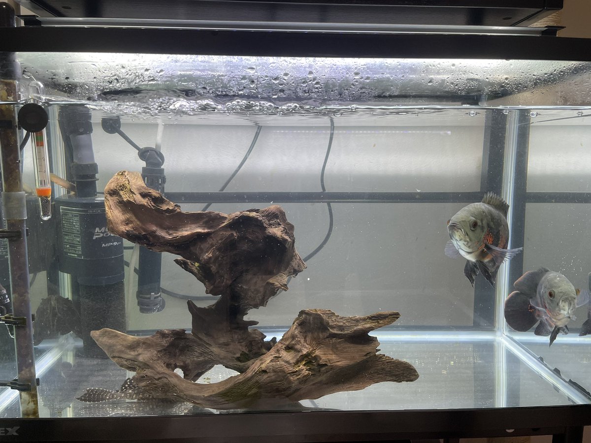 Pino うちに新しい魚来た オスカーちゃん ついでに他の水槽も掃除 仕事前で時間無くて適当だけど せんよりまし ペット 魚 アクアリウム 熱帯魚 肉食魚 オスカー プレコ 金魚 鯉 ウーパールーパー