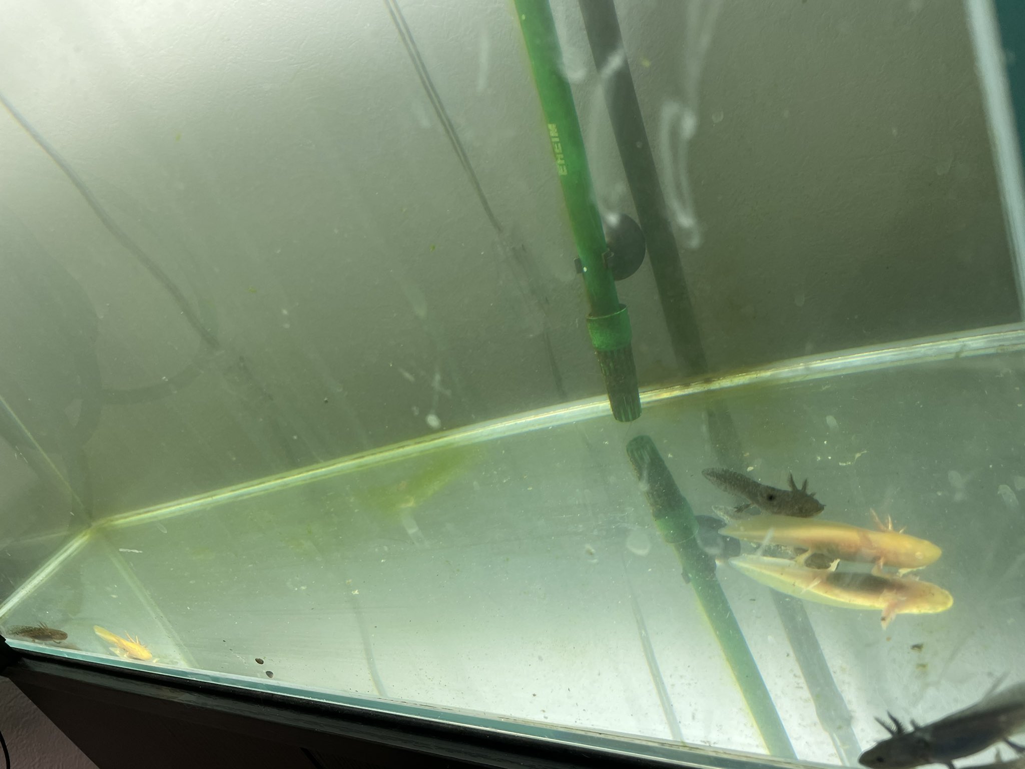 Pino うちに新しい魚来た オスカーちゃん ついでに他の水槽も掃除 仕事前で時間無くて適当だけど せんよりまし ペット 魚 アクアリウム 熱帯魚 肉食魚 オスカー プレコ 金魚 鯉 ウーパールーパー T Co Ykcx6pq8mv Twitter