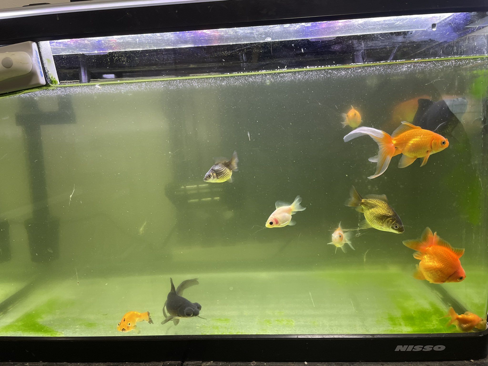 ট ইট র Pino うちに新しい魚来た オスカーちゃん ついでに他の水槽も掃除 仕事前で時間無くて適当だけど せんよりまし ペット 魚 アクアリウム 熱帯魚 肉食魚 オスカー プレコ 金魚 鯉 ウーパールーパー T Co Ykcx6pq8mv