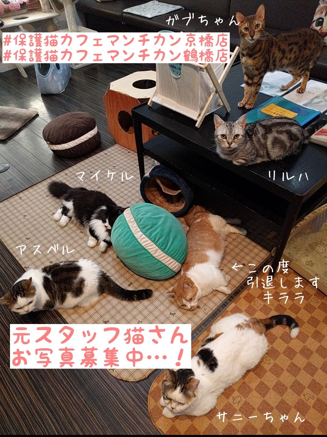 保護猫カフェ鶴橋店 元保護猫カフェマンチカン お写真同窓会 No 4 ローズ マンチカン 鶴橋店卒 鳴き声がキュートなお嬢様 ローズ カフェではちょっぴりツンデレ なイメージでしたが 実は甘えん坊な一面もありました おうちでは 先住猫