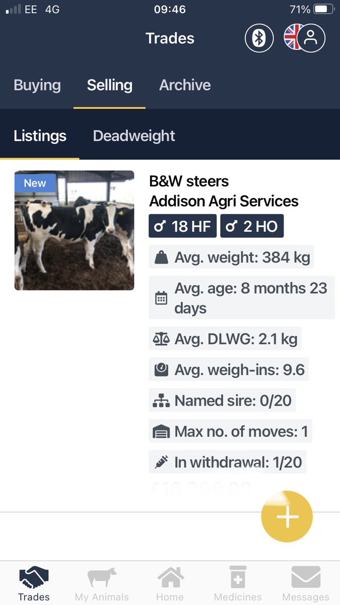 addisonslamb's tweet image. Get yourselves on @_Breedr to find yourself some quality cattle! Full service history included and up to date reliable weigh data. Guaranteed minimum price at abattoir for these boys too! You cannot lose!