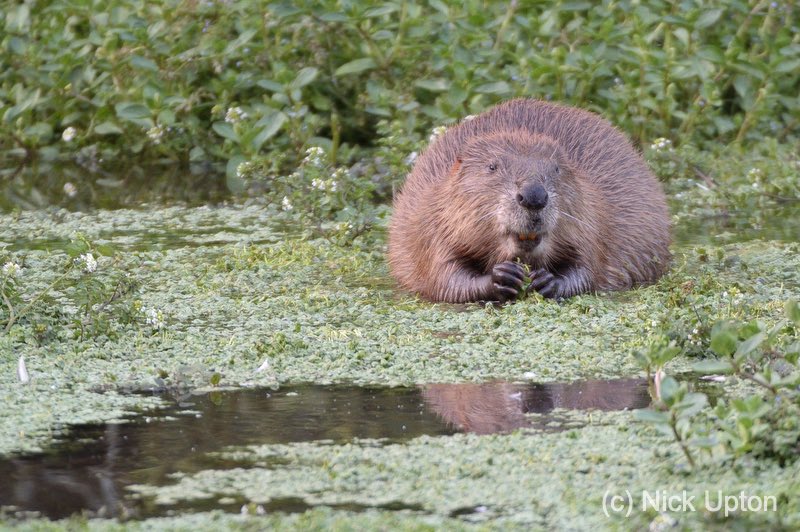 BeaverTrust's tweet photo. 💡Fabulous fact file:
Beavers have three eyelids! 🦫
That’s right, they have a translucent third eyelid called a ✨nictitating membrane✨which
protects their eyes whilst they are in the water👀
For more fun facts make sure you listen to the #LodgeCast: https://t.co/pNO2ivae5v https://t.co/V9QgEBPN6x