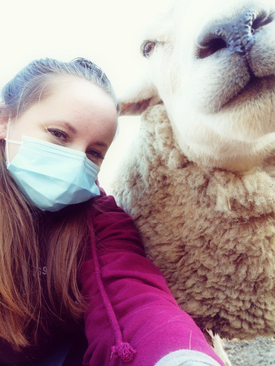 RainbowFlock's tweet photo. Sheepish selfies!
#pandemiclife #nonprofit #norwich #norfolk #sheep #selfie #rainbowflock #smile #angelicasrainbow #sanctuary #therapysheep https://t.co/BKG3MU3W1e