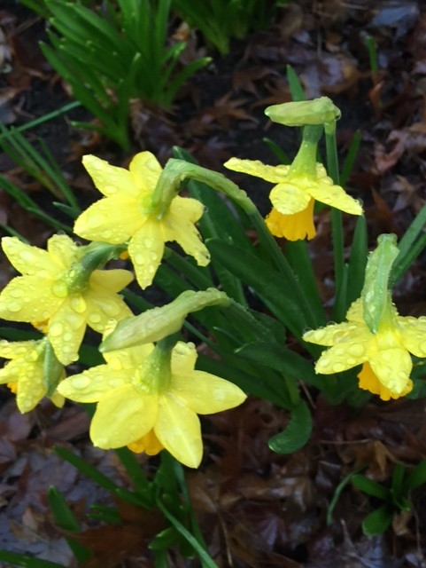 EpsomLibrary's tweet photo. One of the entries we've had so far for our #SpringCompetition! 🌼 https://t.co/ymj5Da7wrv