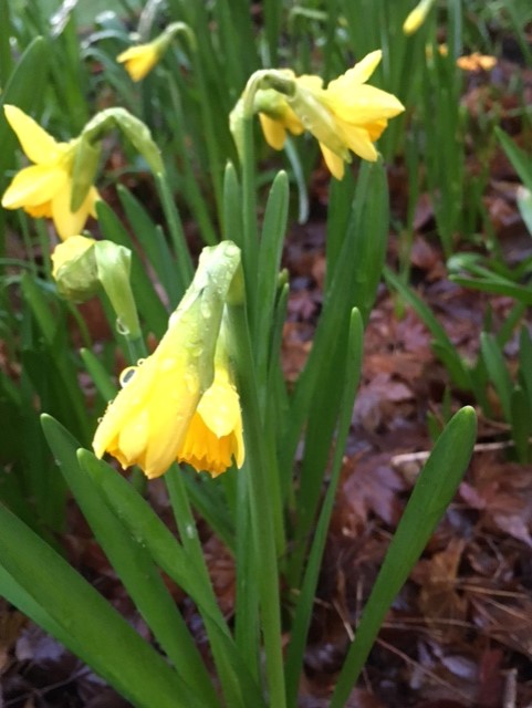 EpsomLibrary's tweet photo. One of the entries we've had so far for our #SpringCompetition! 🌼 https://t.co/ymj5Da7wrv