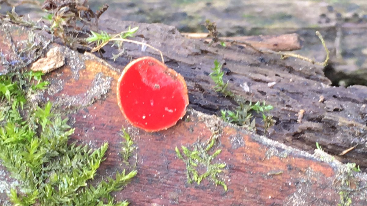 Harrold-Odell Country Park tweet media