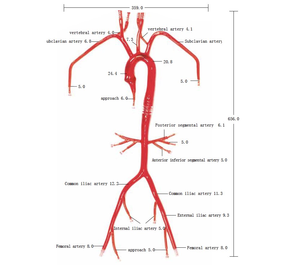 Our MedScan3D Aorta Model runs from carotid artery to iliac artery.

✅  3D printed anatomical model based on actual CT data for physiological fidelity. 

✅  Specifically designed for interventional procedure practicing and demonstration.

medscan3d.ie