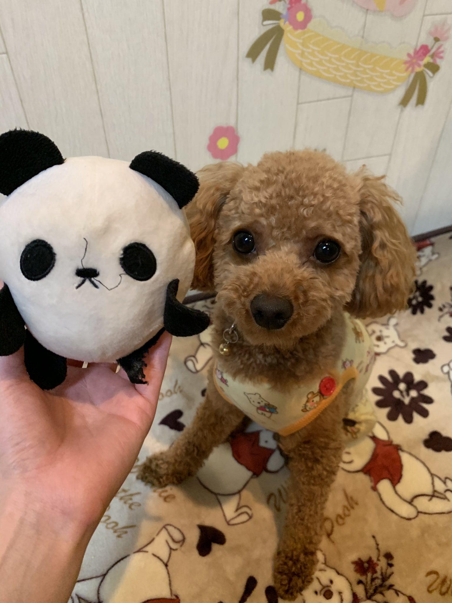 ট ইট র もん れお 我が家のこぐまちゃん が 小顔ですね ってトリミング行ったりペットショップ行くと言われるので ぬいぐるみ と比較してみた ちなみに このパンダ はこぐまちゃんのお友達です トイプードル 犬好きさんと繋がりたい 犬好きな人