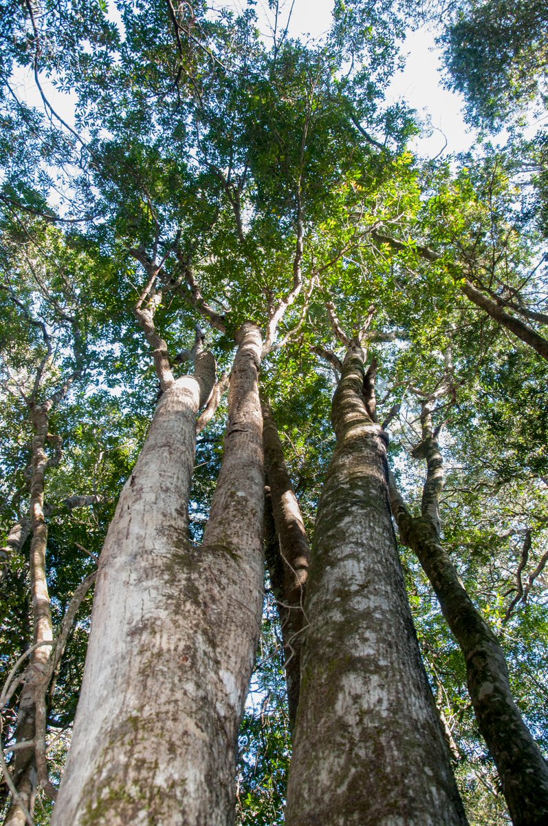 GardenRoute_NP's tweet photo. How well do you know your tree(s)? #Harkerville #Knysna @SANParks @environmentza @visitknysna @Plett_Tourism @SAForestAdv @ShotLeft @gotosouthafrica https://t.co/D4RuUo4uAe
