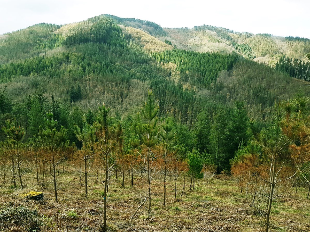 hazifundazioa's tweet photo. 🌲El proyecto #INNOBANDAS ha concluido pero seguimos obteniendo resultados a partir de la #teledetección.
📘Publicado el informe de HAZI correspondiente al año 2020:
📎https://t.co/JV5WGsyHns
#forestal #sanidad #innovacion https://t.co/43b50zfVGT