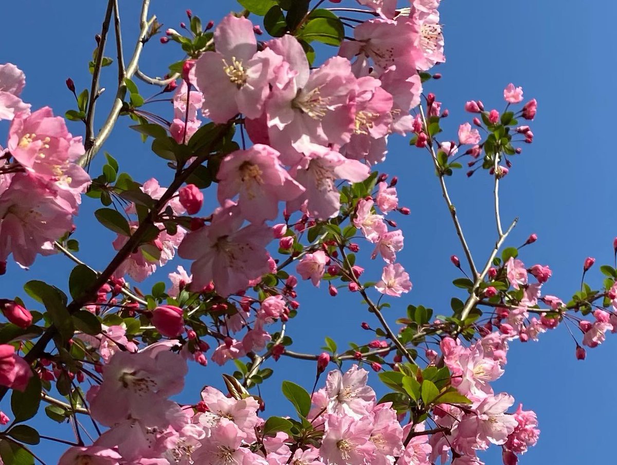 海棠桜 Twitter Search