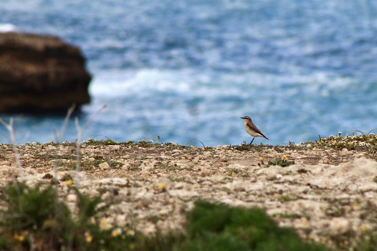 ScuderiUrsula's tweet image. #Migration is happening and it’s huge here in #Sicily, one of the major #Mediterranean stops on migratory birds routes. In picture: Northern #Wheatears (Oenanthe oenanthe), well known for making one of the longest journeys of any #migrant #passeriformes