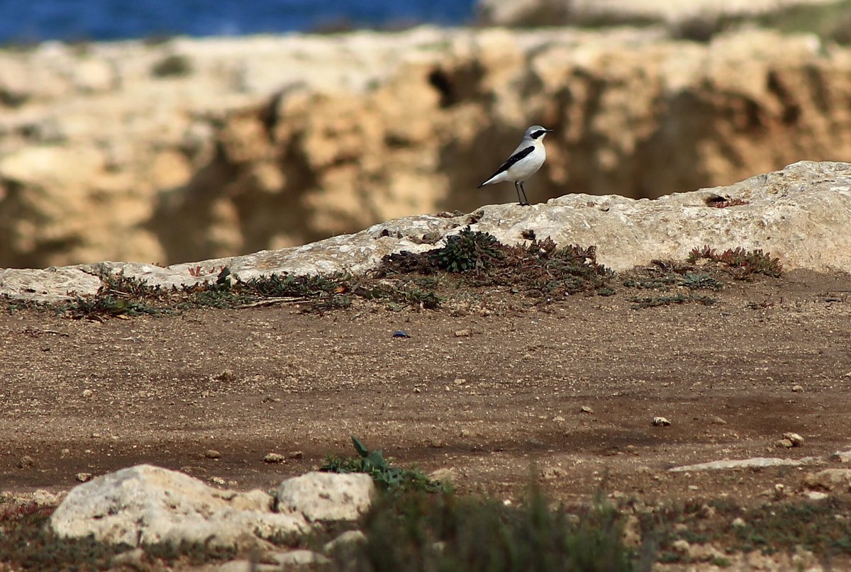 ScuderiUrsula's tweet image. #Migration is happening and it’s huge here in #Sicily, one of the major #Mediterranean stops on migratory birds routes. In picture: Northern #Wheatears (Oenanthe oenanthe), well known for making one of the longest journeys of any #migrant #passeriformes