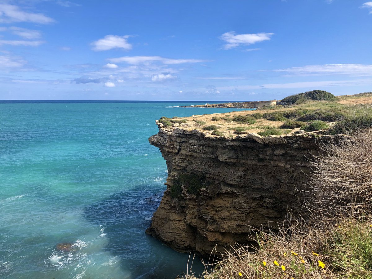 ScuderiUrsula's tweet image. #Migration is happening and it’s huge here in #Sicily, one of the major #Mediterranean stops on migratory birds routes. In picture: Northern #Wheatears (Oenanthe oenanthe), well known for making one of the longest journeys of any #migrant #passeriformes