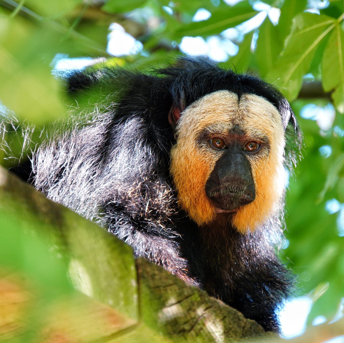 We're missing our guests here at the park, so we thought we would share some more of our fan favourites!📷 

Thanks to Michael Yorke, Sebastian Chambers,Brian Hall and Jackie Middleton❤️ 

yorkshirewildlifepark.com