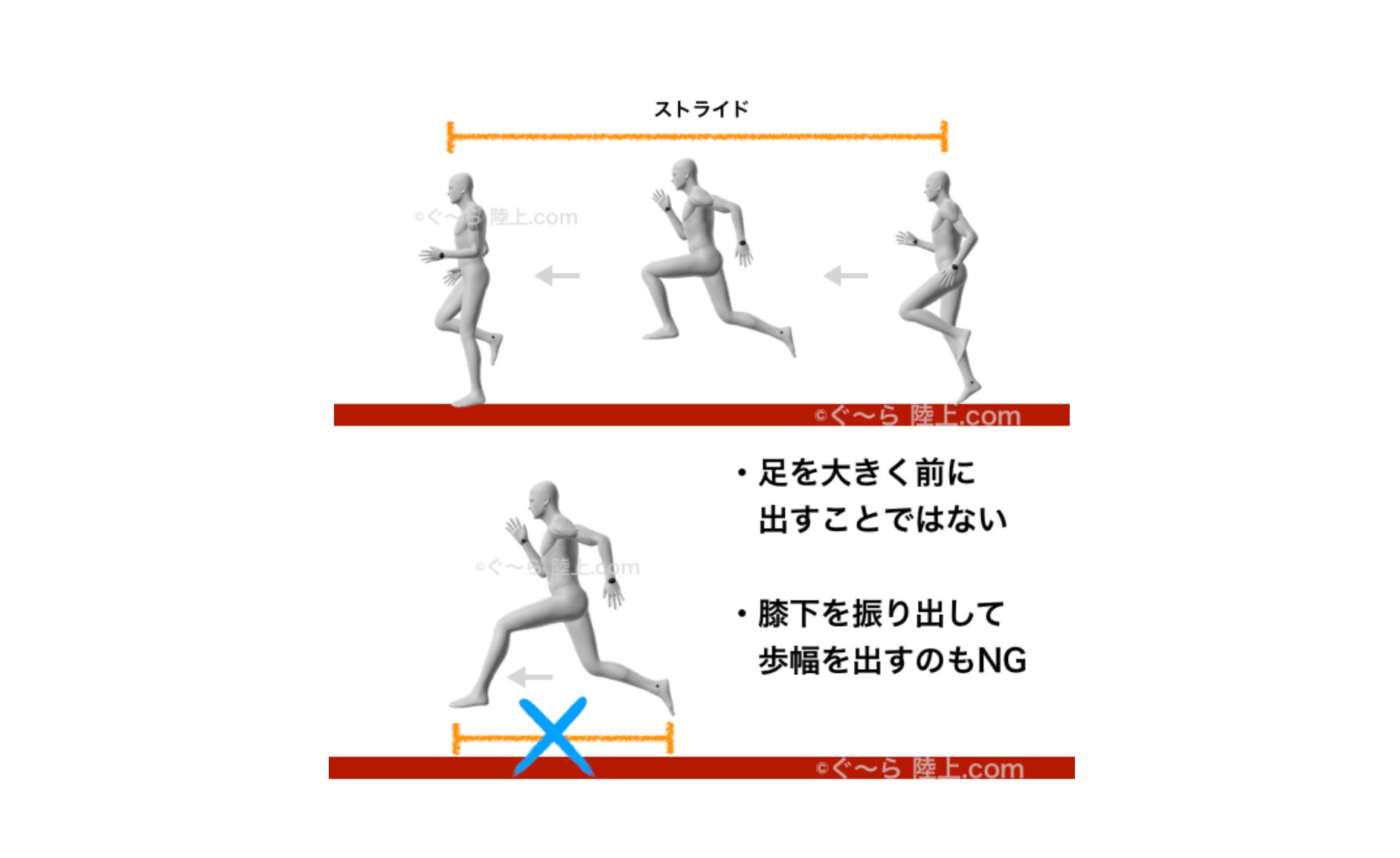 ぐ ら 陸上コーチ ストライドの誤解 足の速さは ピッチ ストライド で決まるので ストライドは大きい方が勝ちやすい ただだからといって 身体を大きく動かして 無理やり大きくするのは 減速の原因 に 動きの大きさではなく 1歩の大き