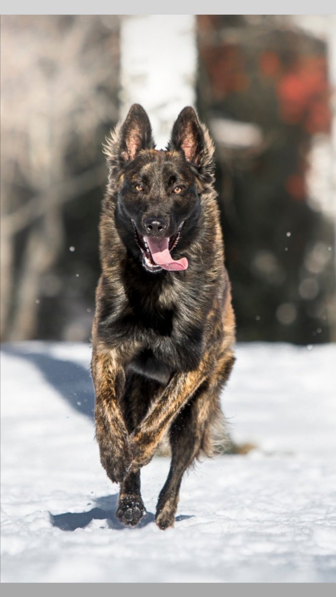 Sannaniina's tweet photo. Mun mielestä aika komee #käyttökoirat #Dutchshepard https://t.co/247SwO1OJn