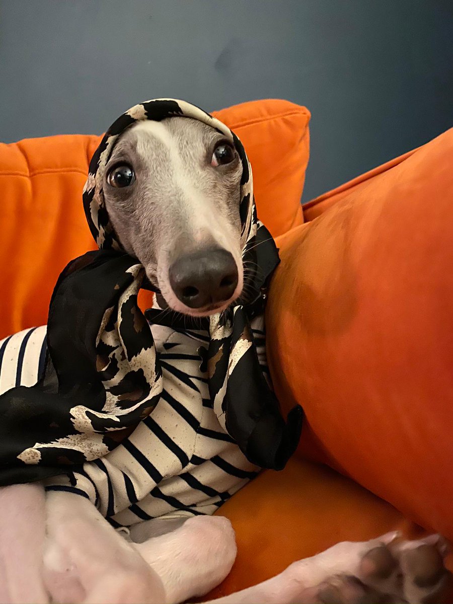 90TEN's tweet photo. Drumroll please…the votes are in! Commended for his show stopping outfits and inspirational nap-taking abilities, our very first #employeeofthemonth has been chosen by you. It was nail-bitingly close, but unfortunately there is only room for one #topdog, it’s…Pluto! 🐾 https://t.co/rogLlNMuCS