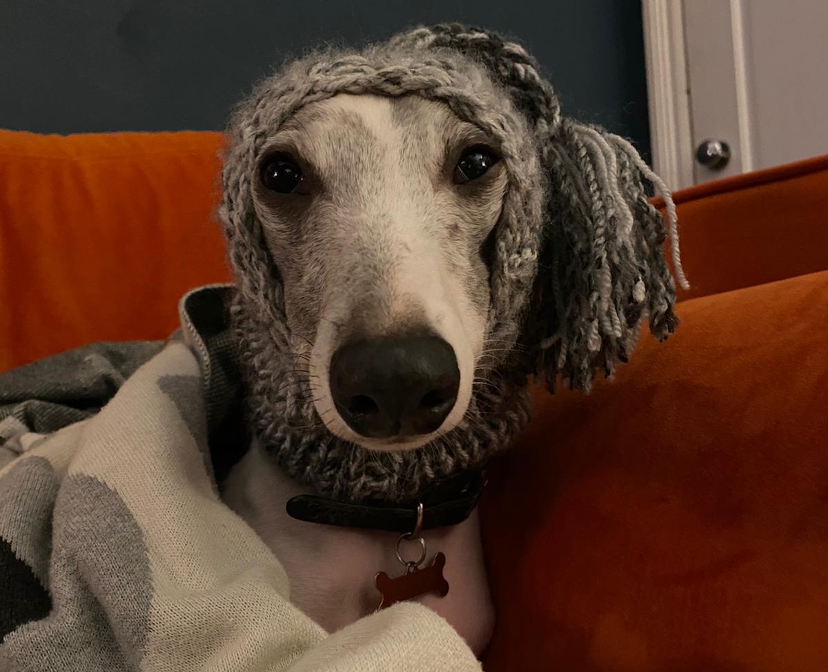 90TEN's tweet photo. Drumroll please…the votes are in! Commended for his show stopping outfits and inspirational nap-taking abilities, our very first #employeeofthemonth has been chosen by you. It was nail-bitingly close, but unfortunately there is only room for one #topdog, it’s…Pluto! 🐾 https://t.co/rogLlNMuCS