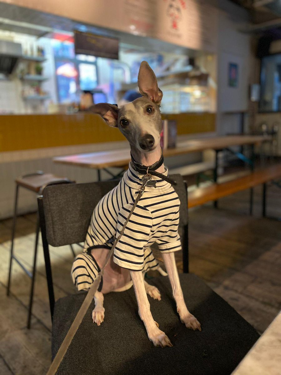 Drumroll please…the votes are in! Commended for his show stopping outfits and inspirational nap-taking abilities, our very first #employeeofthemonth has been chosen by you. It was nail-bitingly close, but unfortunately there is only room for one #topdog, it’s…Pluto! 🐾