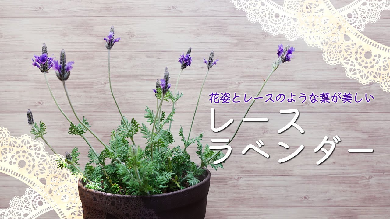 名もなき鹿 Ul0wsfz5sicpofd ラベンダーはいいですよね 我が家には10年以上地植えされているフレンチ ラベンダーがいますが つい先日レースラベンダーも購入したところです T Co Qhki6ckhrp Twitter