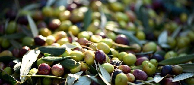 bzfe_de's tweet photo. Gegen #Lebensmittelbetrug bei Olivenöl: Hochwertige Olivenöle werden häufig gefälscht. Das schadet sowohl Verbrauchern als auch Produzenten. Wissenschaftler haben einen Schnelltest entwickelt, um Qualität und Echtheit von #Olivenöl zu beurteilen ➡️ https://t.co/esfGlT6IyJ https://t.co/11gTOTmS0x