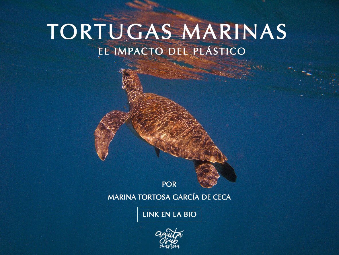 waraca_org's tweet photo. Las tortugas marinas llevan más de 150 millones de años habitando los océanos. 
Sin embargo, por alguna razón las poblaciones de estos carismáticos reptiles han empezado a desparecer. 

No te pierdas este artículo escrito por la bióloga @marinatortosa27 

https://t.co/ZxpXvms3Ed https://t.co/Lg8ndK3avT