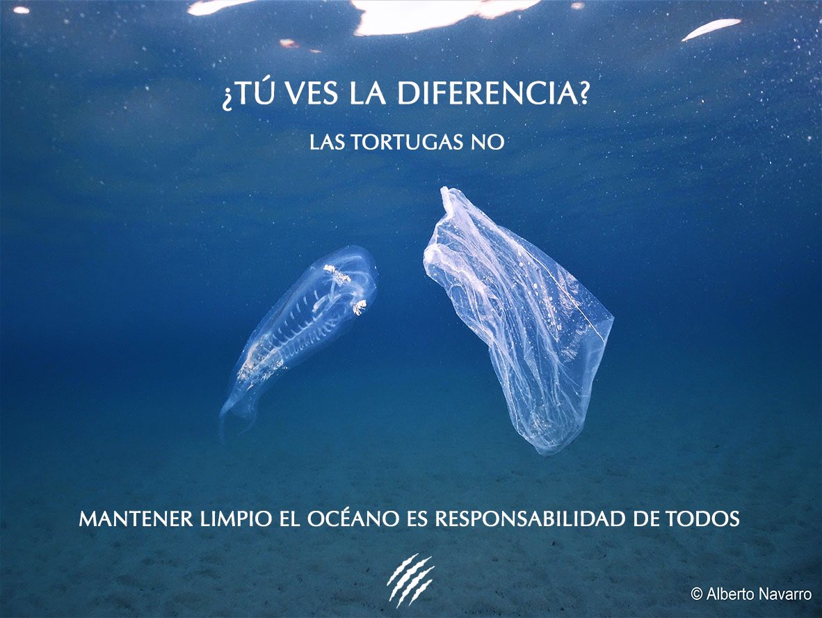 waraca_org's tweet photo. Las tortugas marinas llevan más de 150 millones de años habitando los océanos. 
Sin embargo, por alguna razón las poblaciones de estos carismáticos reptiles han empezado a desparecer. 

No te pierdas este artículo escrito por la bióloga @marinatortosa27 

https://t.co/ZxpXvms3Ed https://t.co/Lg8ndK3avT