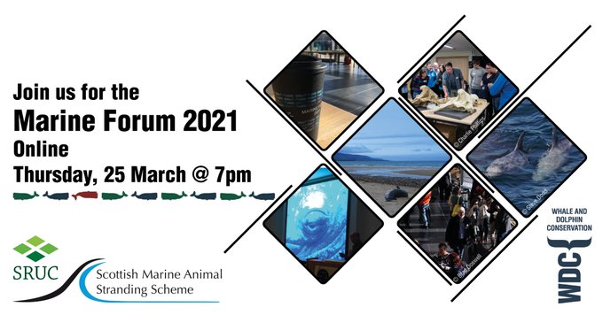 whalesorg's tweet photo. 📢 Amazing news! @Dolphinsighting @strandings #MarineForum2021 starts in 2 days!
Join an exciting evening presenting #whale & #dolphin research from all over the 🌏 from your 🛋️!
Even @MontyHalls is dropping in 👏.
Find out more & book your tickets now: https://t.co/RxiFyYoNie https://t.co/NXrwjQaGTK
