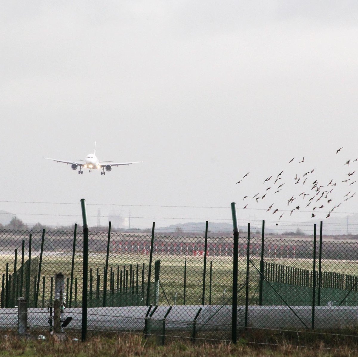 SophieFigenwald's tweet photo. ⏳ Derniers jours pour découvrir le n20 Airways Magazine !

✈️ Je vous y parle des aéroports et de leurs initiatives pour l’environnement et la biodiversité @AeroBiodiv 🐝🌱🌾

📔 Ravie de contribuer à ce magazine trimestriel aero, aux côtés d’experts du secteur comme @PeurAvion https://t.co/egZaOBT34s