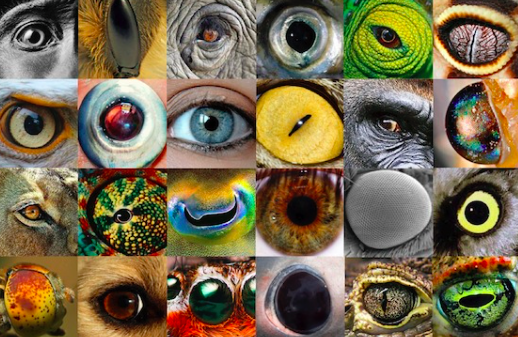 then_patterns's tweet image. #Patterns in #Eyes
Animal Eyes and how they see things differently
Credit: @thinglink_edu,@ThingLink 

thinglink.com/scene/83003168…