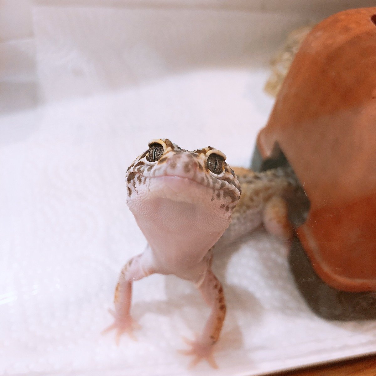 hapigepi's tweet photo. ひょっとしてごはんですか？のお顔
天使すぎない！！！！？！？！？！？ https://t.co/NsEUPay3vC