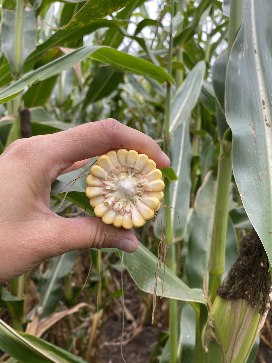 🌽Recorrimos un lote de La Bestia en la zona de Miramar -Bolivar mientras espera para ser ensilado 🌽

🐮🐮🐮🐮🐮🐮🐮
