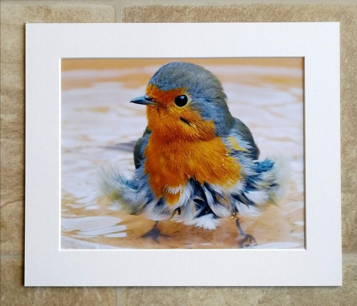 'Bathing Robin' 10x8 mounted print. I've sold more products, in various forms, of this photo than any of my other pictures! Now it's available as 10x8 print too!  You can buy it here; https://www.carlbovis.com/product-page/bathing-robin-10x8-mounted-print 
