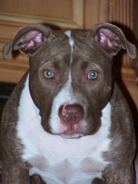 staceyfiore2's tweet photo. Puppy Day 🐶

Celebrate your furry best-friend today! 

#PuppyDay #dogs #dogmom #DogsofTwittter #staceyfiorerealtor #century21keystone https://t.co/yhaiQUgyiE