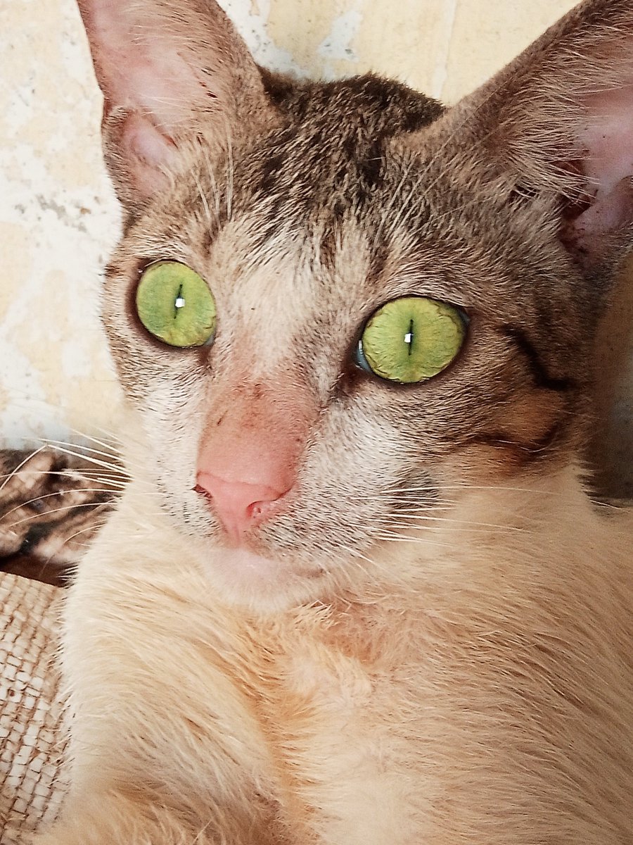 lovablecatz's tweet photo. OMG there is something unusual... #CatsOfTwitter #beautifulcateye #catscare #adorablecat #prettycat #lovablecats https://t.co/J4ikoGqlhU
