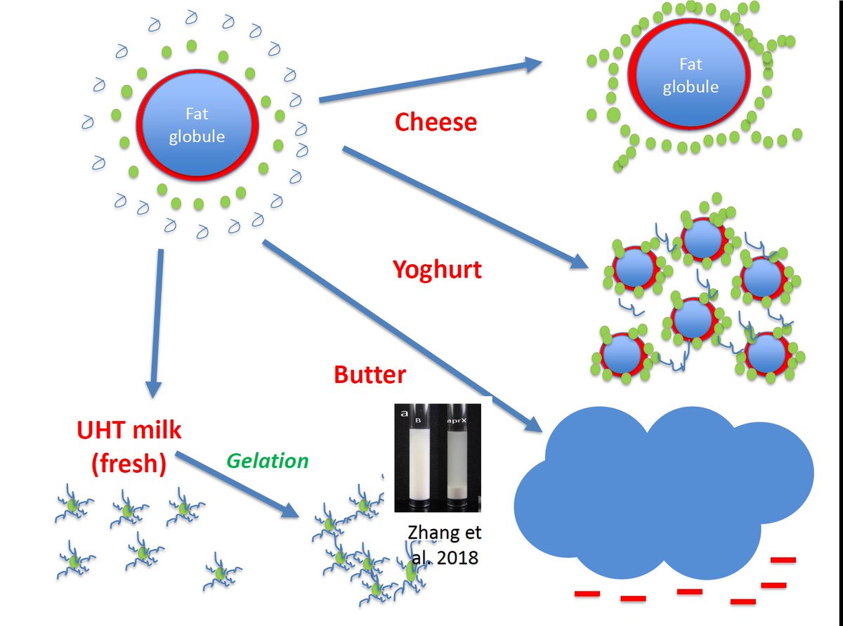 DairyCouncilNI's tweet photo. Prof @AKellyUCC shows us the amazing transformations of the #MilkMatrix into other dairy products. We started doing this millennia ago to find ways of preserving milk, โit was an art before it was a scienceโ he says. https://t.co/cztHJ6NTkR