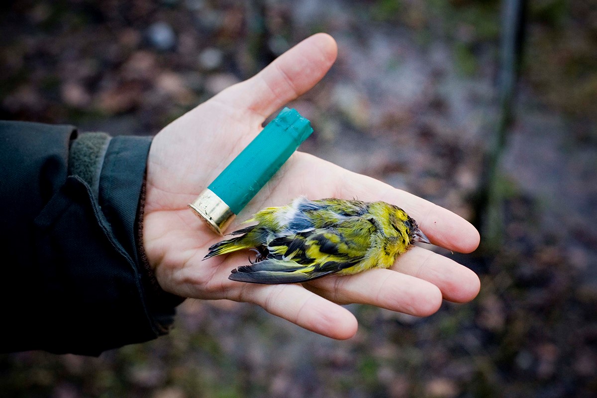 WWFitalia's tweet photo. La Regione #Lombrdia all'attacco della fauna selvatica
La protesta delle associazioni contro leggi e delibere tutte in favore di #caccia e cacciatori
Salviamo i #cardellini https://t.co/LPS5QkSBR6