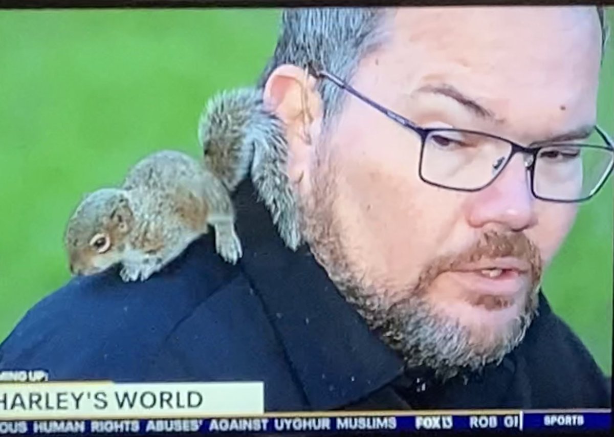 Don’t worry, they said. 

The squirrel will stay in the blanket, they said. 

It probably won’t bite, they said. 

😂🐿 👀

#LIVETV 
<a href="/OwlsNestRehab/">Owl's Nest Sanctuary</a> 
#GoodDayTB