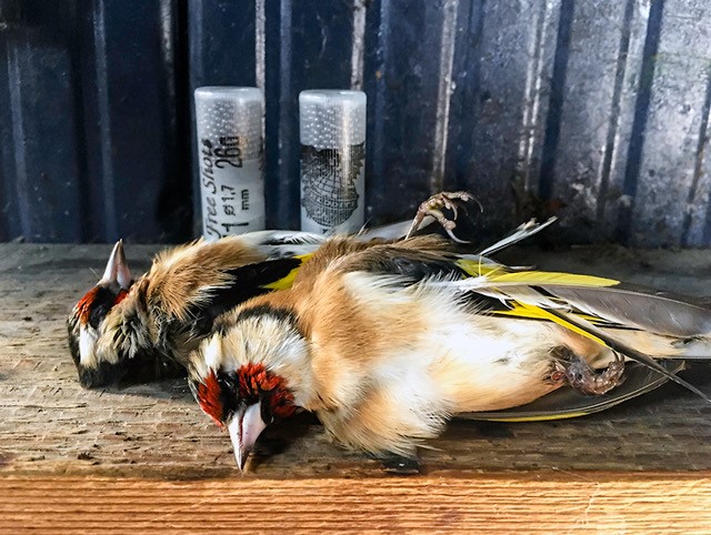 WWFitalia's tweet photo. La Regione #Lombrdia all'attacco della fauna selvatica
La protesta delle associazioni contro leggi e delibere tutte in favore di #caccia e cacciatori
Salviamo i #cardellini https://t.co/LPS5QkSBR6