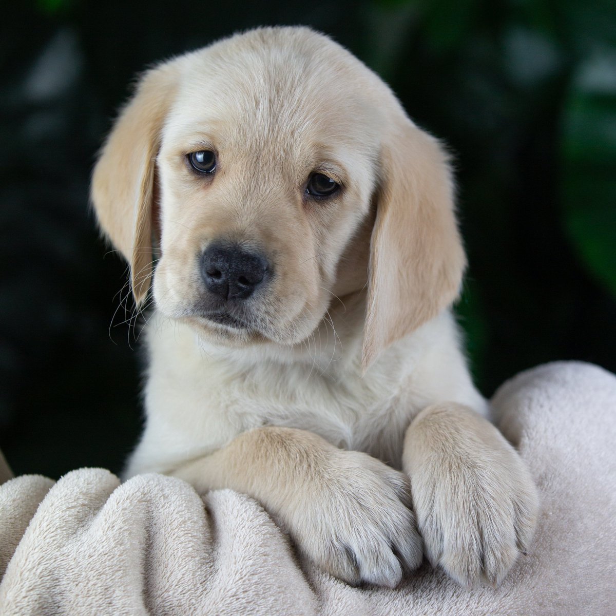 guidedogsscot's tweet image. A very appropriate name for a guide dog puppy born during lockdown. Meet Zoom, everyone!  #NationalPuppyDay 😄💙