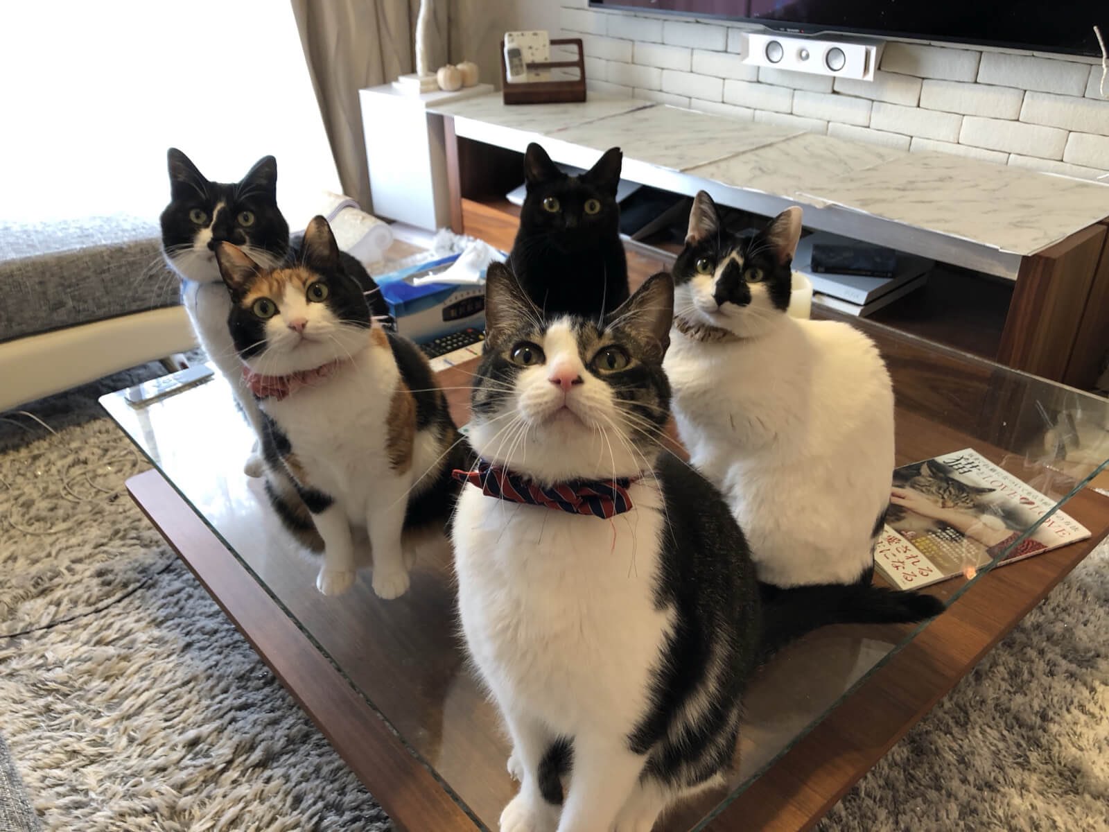 響介 緊急速報 猫マスター僕 ついに猫のために 猫と作曲家の暮らす至高の一軒家 建てます 野良猫として出会いワンルームアパートから100平米のマンション そしてついに一軒家へ みんな 豪邸建てるからな 待っててね 世界一幸せな猫たちにし