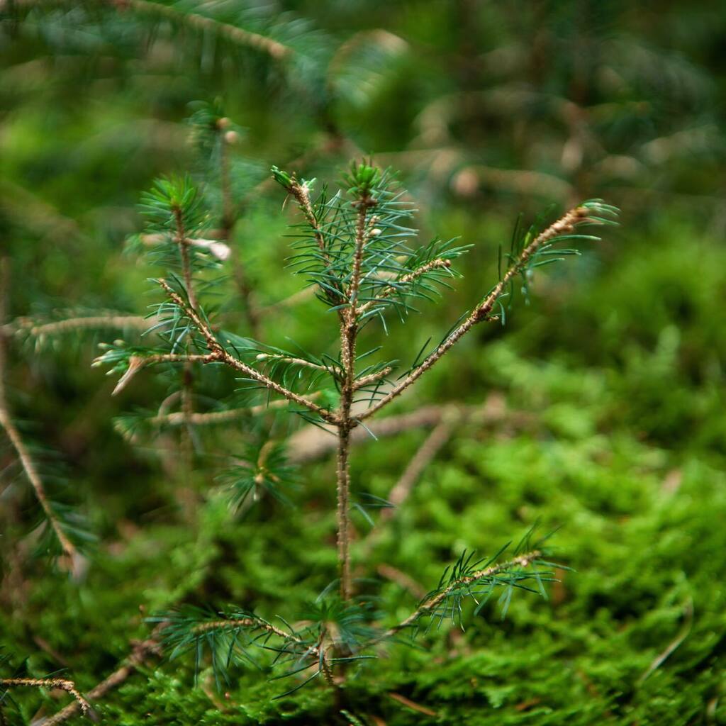 Want to help make cool stuff? It’s going pretty well here. We could do with a little help. If you are a talented green woodworker, spoon carver or greenwood bowl turner and looking to make a little money from your woodie skills, message me for more infor… instagr.am/p/CMwlWD4jIRa/