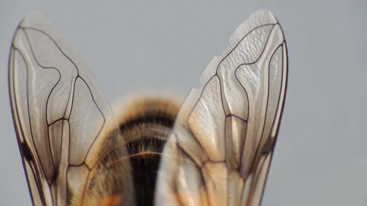 💥 Beware, when you see deformed #wings, the #infestation is already very strong! At Veto-pharma, we offer solutions to help beekeepers reduce #varroa mite pressure in their hives.

🔗 We talk about it here bit.ly/3r8Tzvf ;)