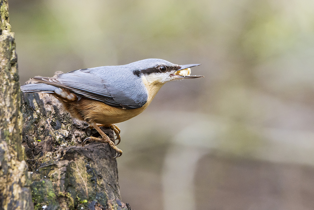 VECallen01's tweet photo. Nuthatch at Lackford Lakes. I can't wait to be able to return to my favourite photography haunts and be out and about with nature and my camera again. I'm hoping I can still hold it steady as it weighs a ton and my muscles have been underused for a year. #outofcondition https://t.co/eoJNZd8uRy