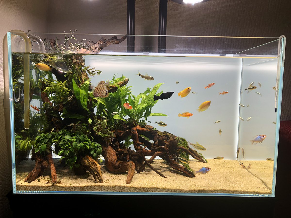 ハノイのトム Hanoi No106 Twitter