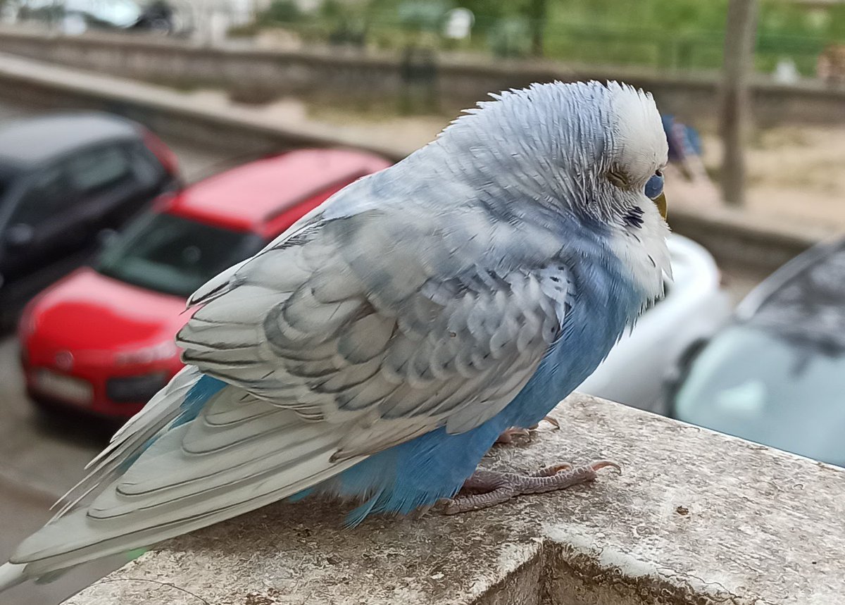 Hace un año estábamos recién confinados y puse algo de comida para periquitos en la ventana. Las palomas del barrio llegaron en masa y comenzaron a pelearse por las semillas. Al rato noté que dejaban de pelarse y que había algo pequeño y azul que las asustaba. Era Pericles.