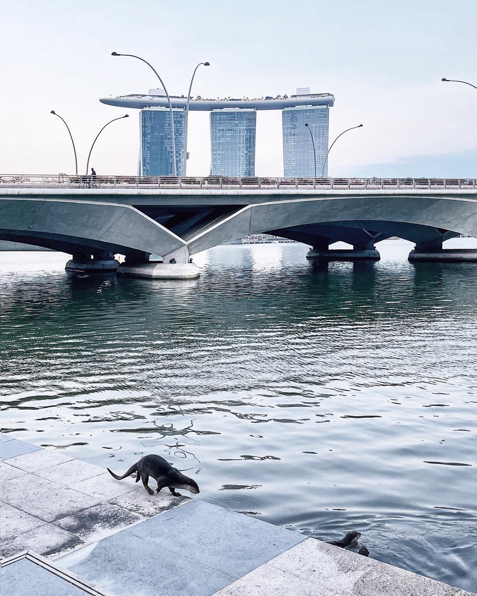 A day with the otters.