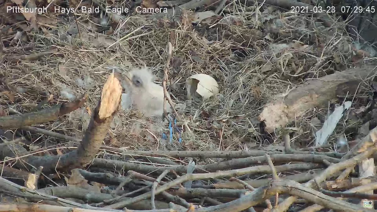 PixCams's tweet photo. Welcome to the world H13! The little eaglet has fully emerged from its shell and is ready to take on the world! Congrats to Mom and Dad and all of our faithful viewers! 

Come join us! 
https://t.co/EGeDv3oskI

#hatchwatch #hatchling #baldeagle #haysbaldeagles #pixcams https://t.co/TyY8CO8Fqv